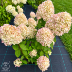 Hortenzia metlinatá (Hydrangea paniculata) ´MAGICAL CANDLE´® - výška 30-40 cm, kont. C2L